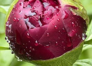 IMG_0008
