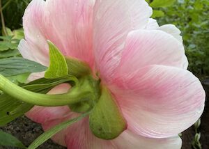 IMG_0050