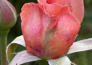 IMG_1702