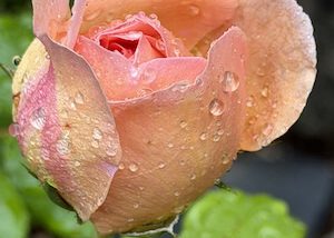 IMG_1774