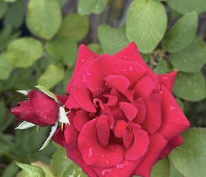 IMG_2475