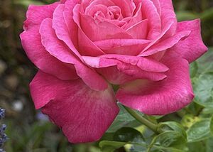 IMG_2544
