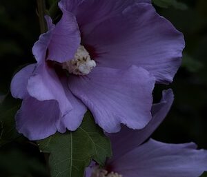 IMG_2905
